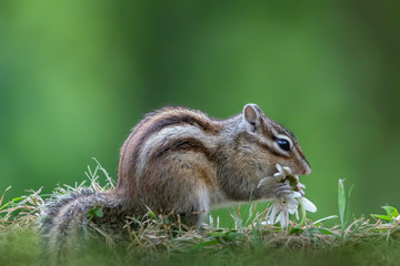 Naklejka na ściany i meble Cutest squirrel smelling a flower. Little chipmunk (Eutamias sibiricus) enjoying the flowers. Ground squirrel with beautiful white flowers. chipmunk loves flowers.