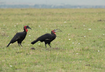 The Southern Ground Hornbill is the largest species of hornbill