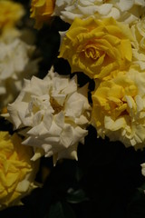 Light Yellow Flower of Rose 'First Impression' in Full Bloom
