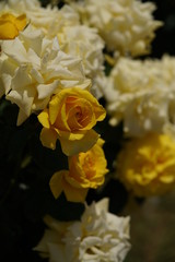 Light Yellow Flower of Rose 'First Impression' in Full Bloom
