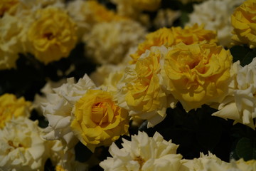 Light Yellow Flower of Rose 'First Impression' in Full Bloom
