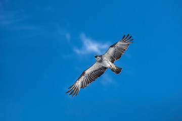 Hunting Osprey, Byron Bay Australia