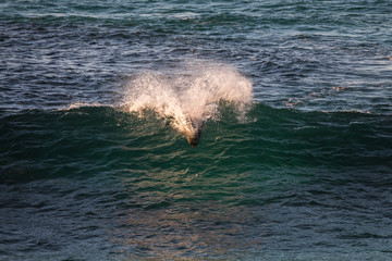 Obraz premium A seal chasing fishes in the wave, Sydney, Australia