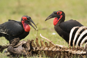 The Southern Ground Hornbill is the largest species of hornbill