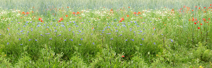 long panoramic photo of blooming red poppies in a green summer field, natural, environmental concept, background for the designer for postcards, wallpapers, banner