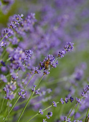 growing lavender flowers on a sunny summer day