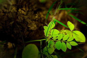 leaf in dark background