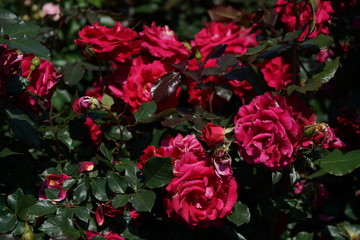 Red Flower of Rose 'Frankly Scarlet' in Full Bloom