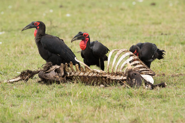 The Southern Ground Hornbill is the largest species of hornbill