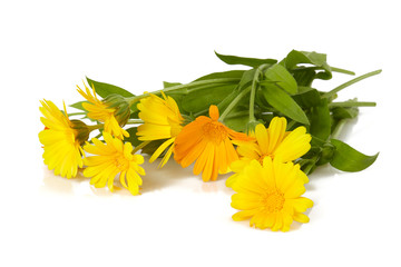 calendula flowers isolated on white background