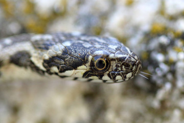 Closeup of a head of a water snake, Natrix maura, found near a river