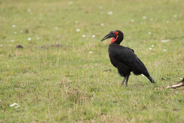 The Southern Ground Hornbill is the largest species of hornbill