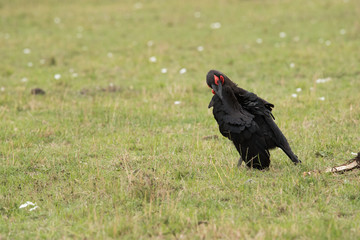 The Southern Ground Hornbill is the largest species of hornbill