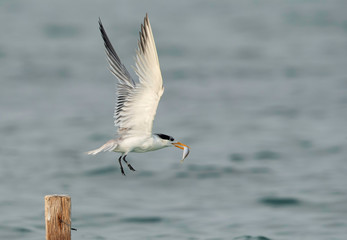 Terns are seabirds in the family Sternidae