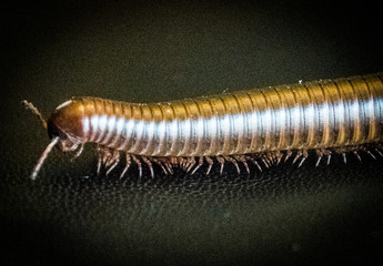 macro of millipede