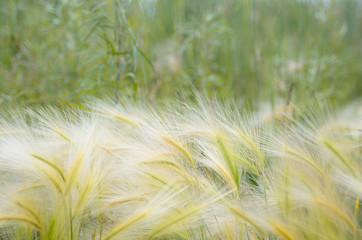 Fluffy spikelets of meadow grasses for background or wallpapers.