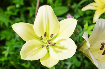 Magnificent yellow flowers of wild lilies with dewdrops. Summer flower meadow.