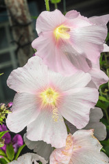 Gorgeous pink mallow flowers with dewdrops close-up.