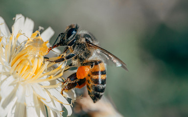 Bees Bees Bees