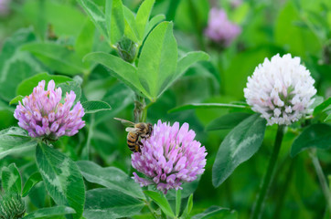 A bee pollinating a clover flower. The collection of honey.