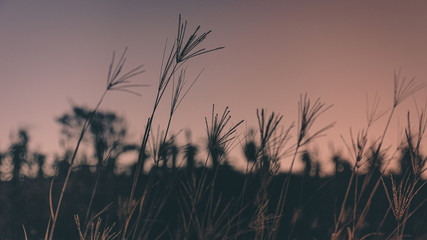 Sunrise Grass