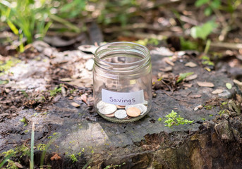 concept money growing and small savings jar on a tree stump in the woods.