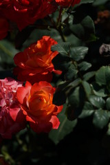 Orange Flower of Rose 'Fruite' in Full Bloom