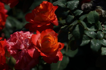 Orange Flower of Rose 'Fruite' in Full Bloom
