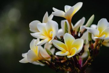 Fototapeta na wymiar White flowers of Temple tree. Plumeria flowering on blurred green background. Tropical gardens.