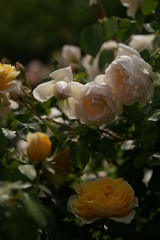 Faint Pink Flower of Rose 'Glamis Castle' in Full Bloom
