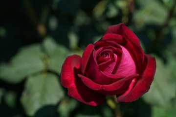 Red Flower of Rose 'Goethe Rose' in Full Bloom
