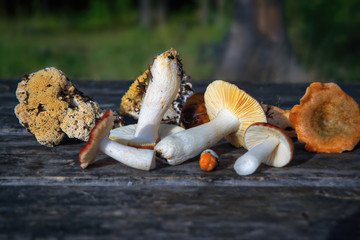 A variety of freshly picked forest mushrooms on the background of an old wooden table close-up.