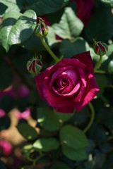 Red Flower of Rose 'Goethe Rose' in Full Bloom
