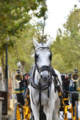 A horse in Plaza de Espana in Seville, Spain