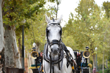 Fototapeta na wymiar A horse in Plaza de Espana in Seville, Spain