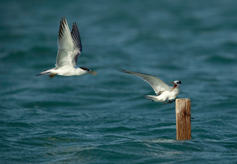 Terns are seabirds in the family Sternidae
