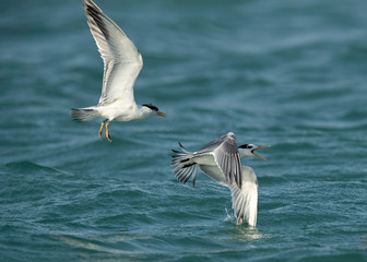 Terns are seabirds in the family Sternidae