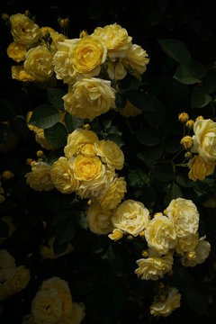 Light Yellow Flower of Rose 'Golden Border' in Full Bloom © MasterChefNobu