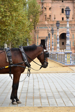 A horse in Plaza de Espana in Seville, Spain