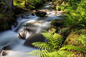 beautiful background of flowing stream is green forest nature therapy