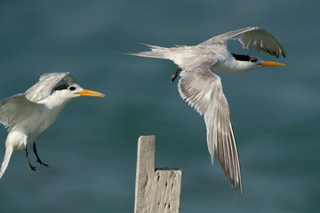 Terns are seabirds in the family Sternidae