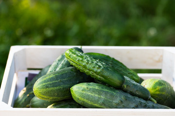pickled cucumbers for winter organic food