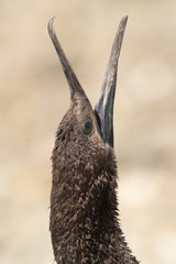 The Socotra cormorant  is also called as Socotran cormorant or Socotra shag