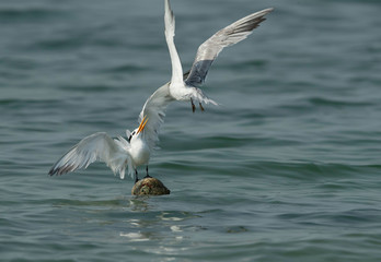 Fototapeta premium Terns are seabirds in the family Sternidae