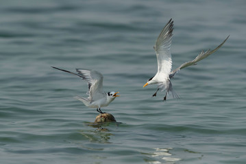 Terns are seabirds in the family Sternidae