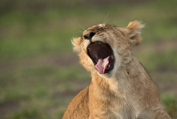 The lion is one of the four big cats and belongs to genus Panthera
