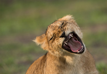 The lion is one of the four big cats and belongs to genus Panthera
