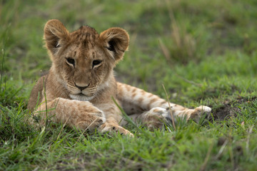 Plakat The lion is one of the four big cats and belongs to genus Panthera