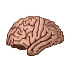 Brain, side view, cerebrum