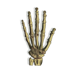 Bones of the hand, fingers, hand